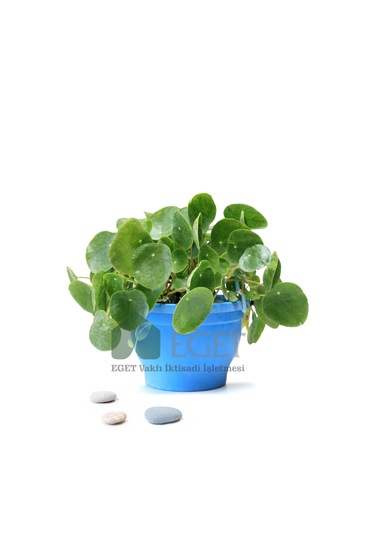 Eget Çin Para Bitkisi Pilea Peperomioides