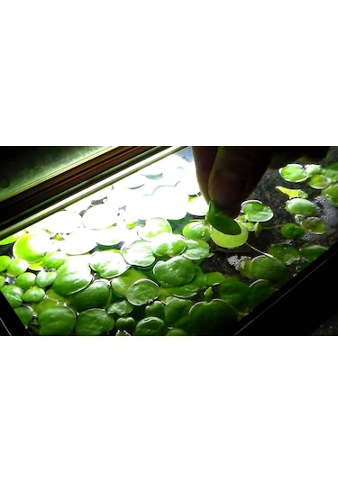 Amazon Frogbit Su Üstü Bitkisi 1 Adet