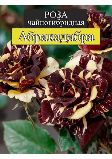 "abracadabra" Gül Fidanı