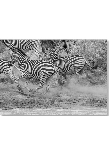 Cakasepetim Su Kenarında Kaçan Zebralar Siyah Beyaz Ahşap Mdf Tablo