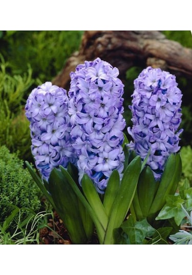 Mor Sümbül Soğanı 5 Adet