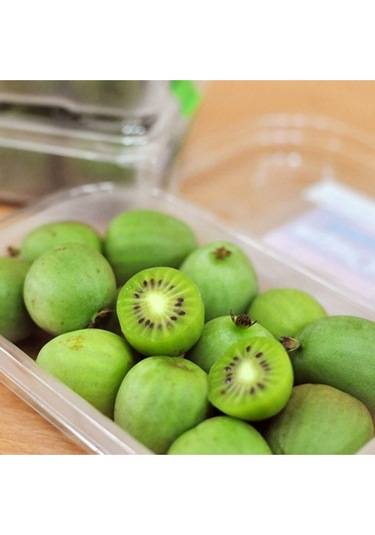 Mini Kivi Tohumu Tropikal Meyve Tohumları 10 Adet Tohum