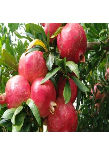 Tüplü Tatlı Çekirdeksiz Nar  Fidanı