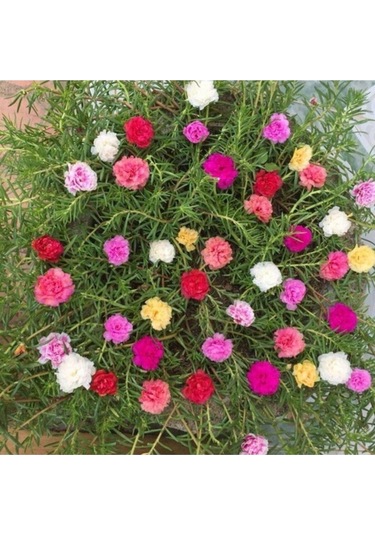 Tohumculuk Karışık Ipek Şellaki Çiçeği Tohumu 5 Adet Tohum Kedi Tırnağı Çiçek Tohumu