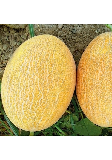 Ananas Kavun Tohumu 10 GR