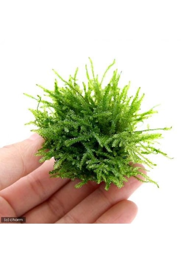 Y-moss "vantuzlu Topa Tutturulmuş Karides Yuvası / 47500