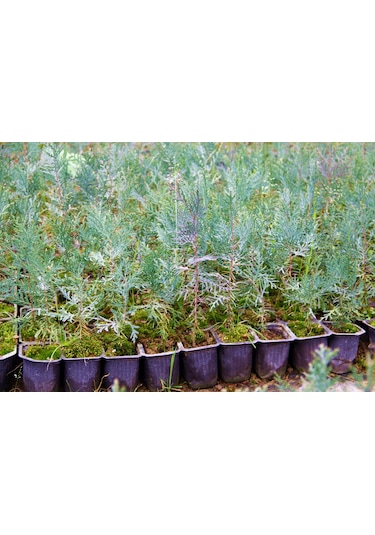YEŞİL MAZI FİDANI 5 ADET -  ÇİT BİTKİSİ ( Thuja Orientalis )