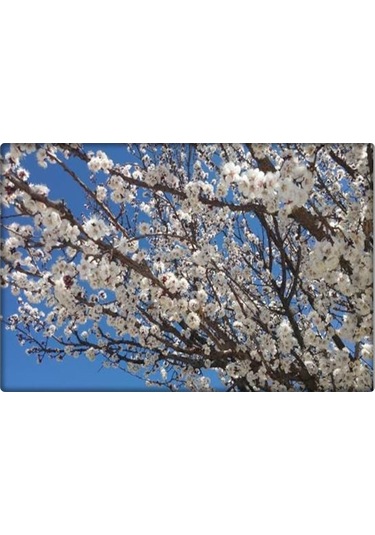 Çiçeklendirici Fosforlu Gübre -P (1 KG)