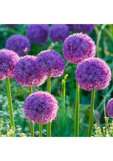 Allium Çiçeği Tohumu Mor Renk 5 Adet Tohum