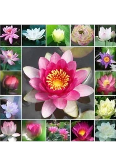 Nadir Ithal Lotus Tohumu 2 Tohum Lotus Çiçeği Tohumu Nilüfer Tohumu Su Zambağı Tohumu Zambak Tohumu