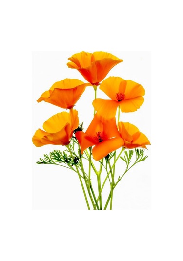 Turuncu Gelincik Çiçeği Tohumu Doğal 30 Tohum