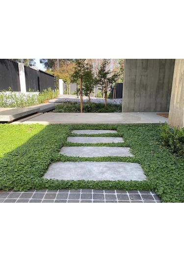 Dichondra repens Fare kulağı çim tohumu 1000 gr