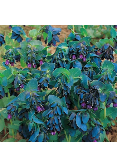 Mor Çiçekli Mücevher Çalısı Tohumu