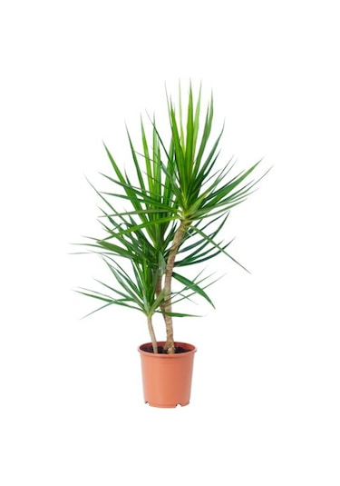 Dracena - Marginata Çiçeği  İki Dallı  50x70 Cm 1741