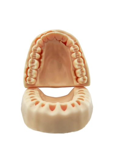Barışhan Medikal Silikon Çene Diş Dikiş Modeli Ortodontik Alt Üst Çene Periodontal Sütür Eğitim Modeli-5