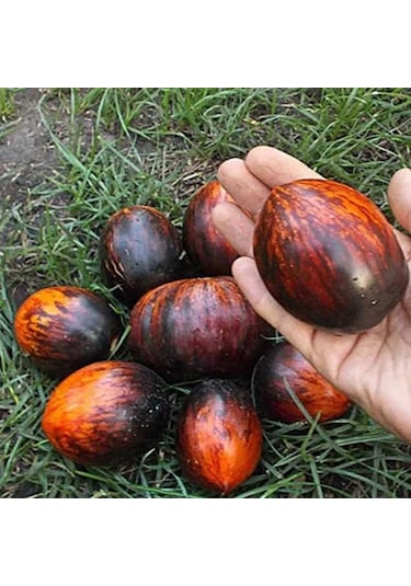 Siyah Kırmızı Gargamel Domates Tohumu 15 Tohum