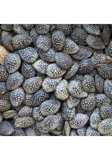 3 Adet Tropikal Çarkıfelek Meyvesi Tohumu