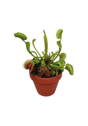 Venus Fly Trap + Nepentes Etobur Bitki Tohumu Etçil Sinek Kapan