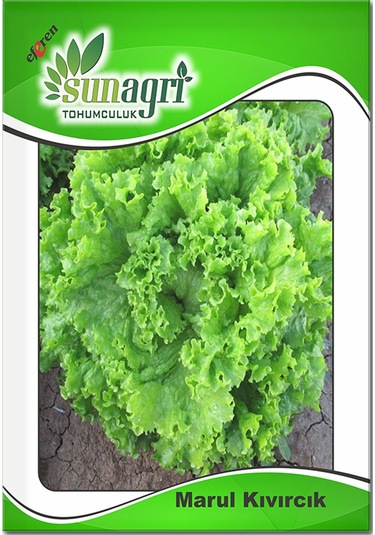 Bykurt Sunagri Kıvırcık Marul Tohumu - Gevrek Yapraklı Sıcak Toleranslı Sofralık Kalite Kıvırcık Marul Tohumu