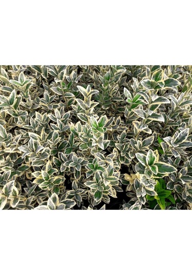 Taflan Brvo 30-50 Cm