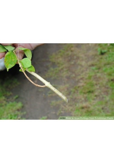 Çelik Köklendirme Hormonu. 8000 Ppm Dal Köklendirme Hormonu 250ML