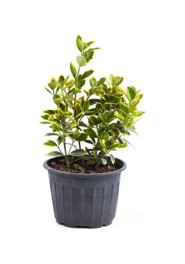 Peyzaj Bitkisi Şimşir Çalısı Buxus