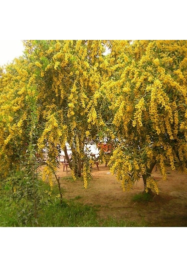 Tüplü Soğuklara Dayanıklı Herdem Yeşil Kokulu Çiçekleri Olan Mimoza Ağacı Fidanı 30-50 Cm
