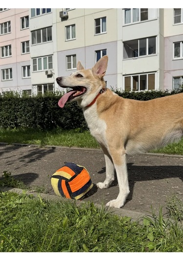 Zooone Köpekler İçin Zooone Oyunu, "koklama Küpü", 20 20 Cm 181964518