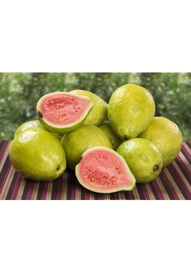 3 Yaşında Tüplü Fidan Guava Fidanı