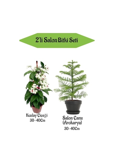 2'li Set Kızılay Çiçeği+ Salon Çamı Bitkisi Arokarya