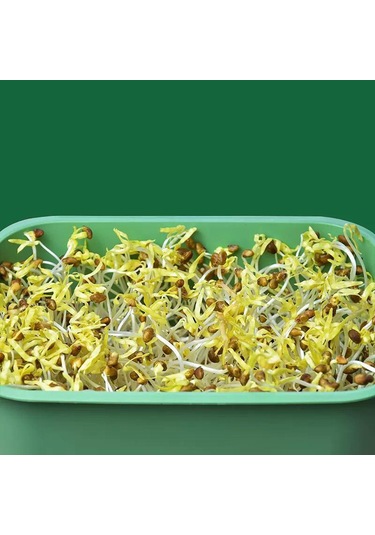 Homyl Tohum Filiz Tepesi Ev Mutfak Maş Fasulyesi Için Büyük