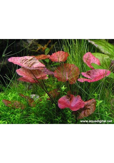 Nymphaea lotus (zenkeri) 5 Ad