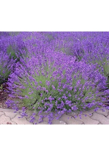 Lavanta Lavandula Angustifolia 3 Adet