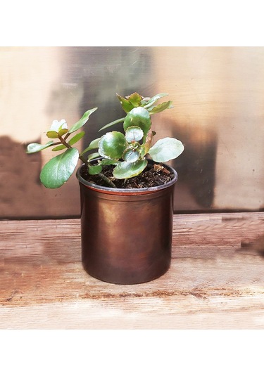 Shark Anatolia Bahar Saksı 3'lü Takım