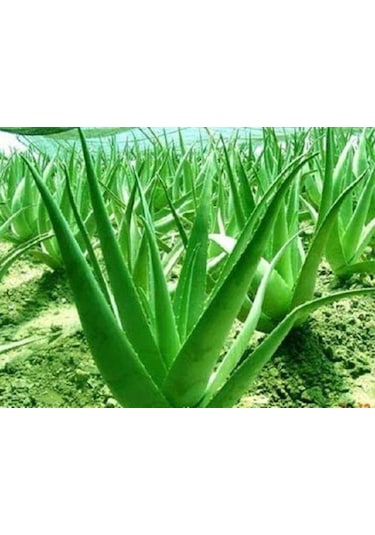 Mengü Şifa Doğal Aloe Vera + Kantaron Kremi 50 ML
