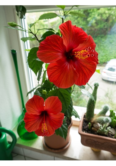Japon Gülü Chinese Rose / Hibiscus 70 - 120 Cm Tüplü