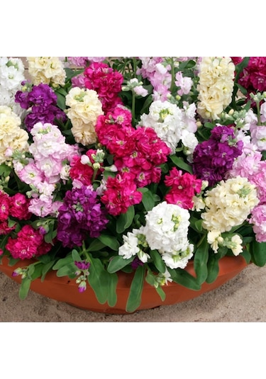 Şebboy Çiçeği Karışık Renk Çiçek Tohumu 1 Paket 100 Adet