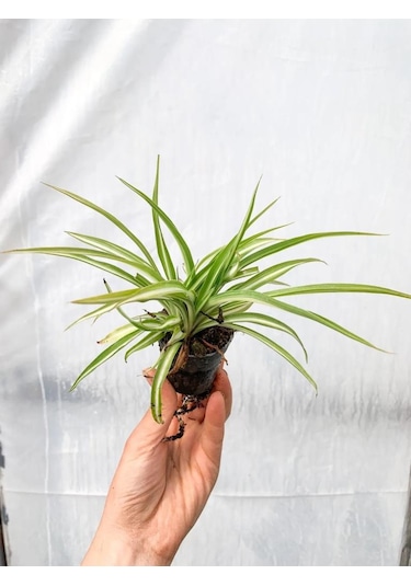 Variegatum Chlorophytum Comosum Kurdele Çiçeği 10-20 Cm