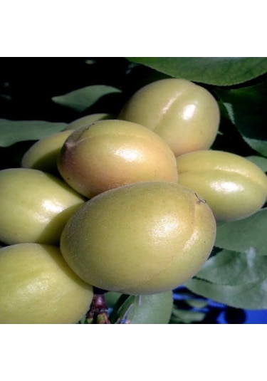 Tüplü Bol Verimli Leziz Şekerpare Kayısı Fidanı