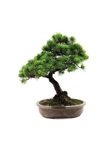 Nadit Ithal Bodur Supressus Bonzai Ağacı Tohumu Ekim Seti 5 Tohum Saksı Toprak Kombin