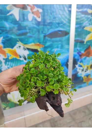 Repens "Dichondra Repens"Mango Köküne Sarılı Kök Boy : 10 CM civa
