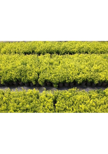 Altuni Çıtır Taflan - Euonymus Microphyllus Pulchellus Aureus Celastraceae 100 Adet