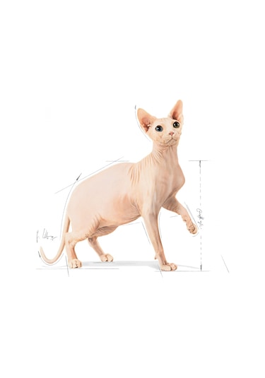 Royal Canin Adult Sphynx Yetişkin Kedi Maması 2 KG