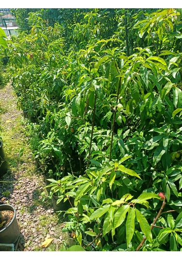 Yeşil Deniz Fidancılık Sweet Lady Nektarin Fidanı 70-120 Cm