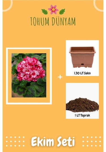 Iki Renk Sakız Sardunya Çiçek Tohumu Ekim Seti