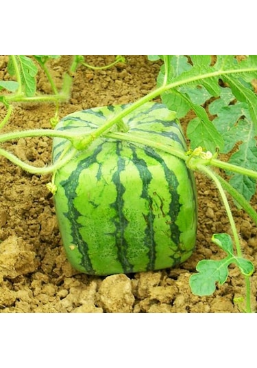 Lebihmurah 3246 Kare Kalp Karpuz Kalıp Bahçe Meyve Büyüme Şekillendirme Şekillendirme Kalıp Aracı Güneş Işığı Süper Mağaza