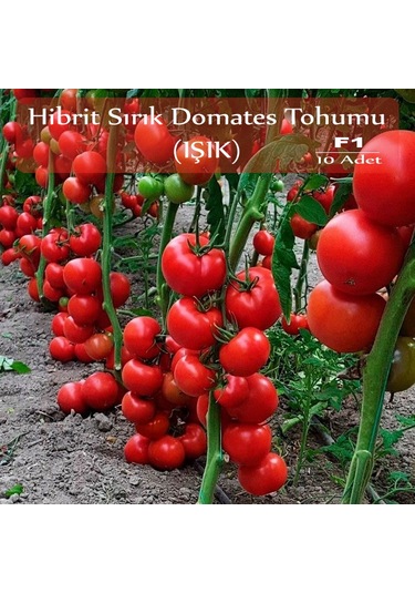 Hibrit Sırık Domates Tohumu Işık 10 Adet F1 Hibrit Domates Tohu