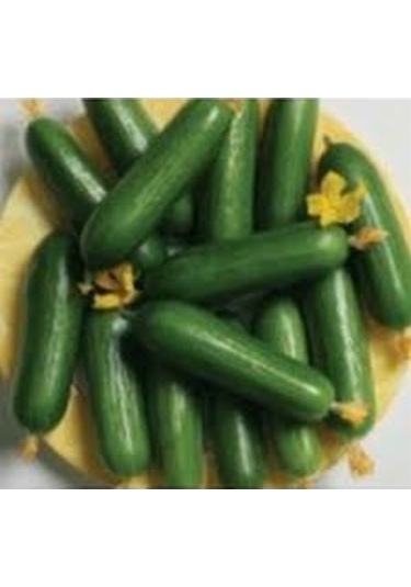 500 Adet Tohum Organik Bahçe Çengelköy Salatalık Tohumu Hobi Bahç