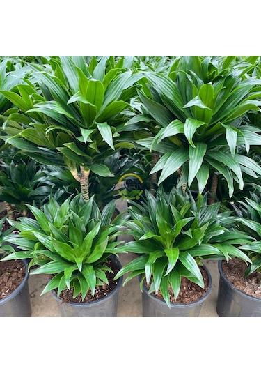 2 Gövdeli Dracaena Compacta Bitkisi 80-90cm