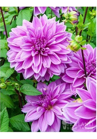Dev Yıldız Çiçeği Yıldız Soğanı Dahlia Lilac Time Soğanı 1 Adet  Boy 120 cm-844451101